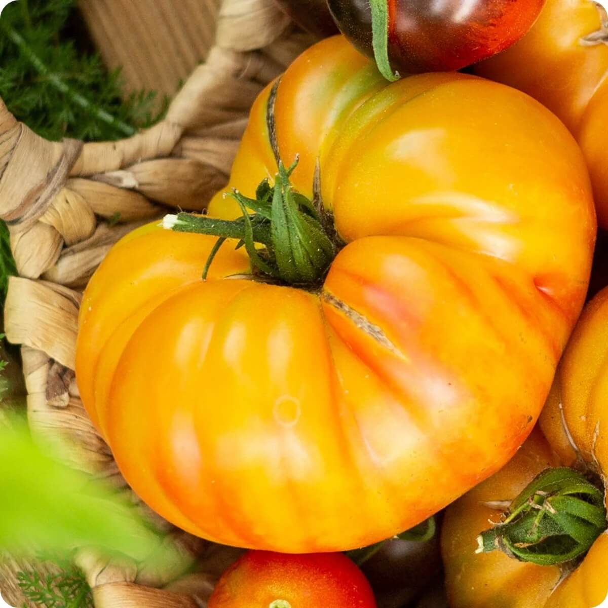 Pineapple Tomato Seeds