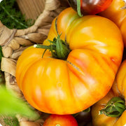Pineapple Tomato Seeds