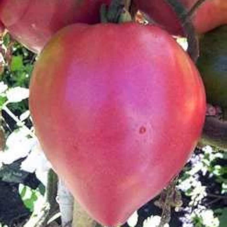 Pink Oxheart Tomato Seeds