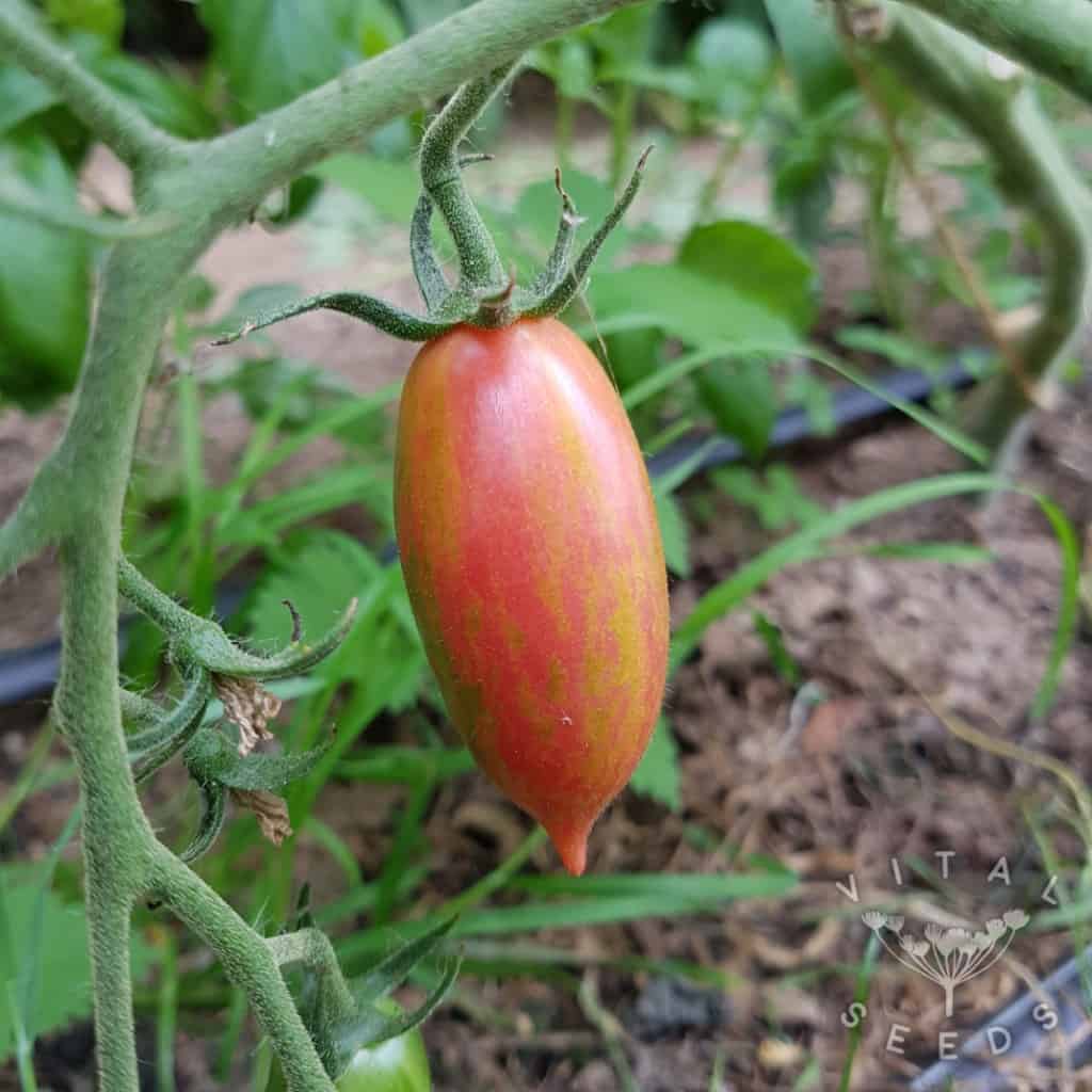 Pink Tiger Tomato Seeds