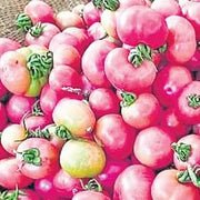 Pink and Yellow Tomato Seeds