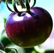 Purple Tomato Seeds