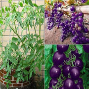 Purple Grape Cherry Tomato Seeds