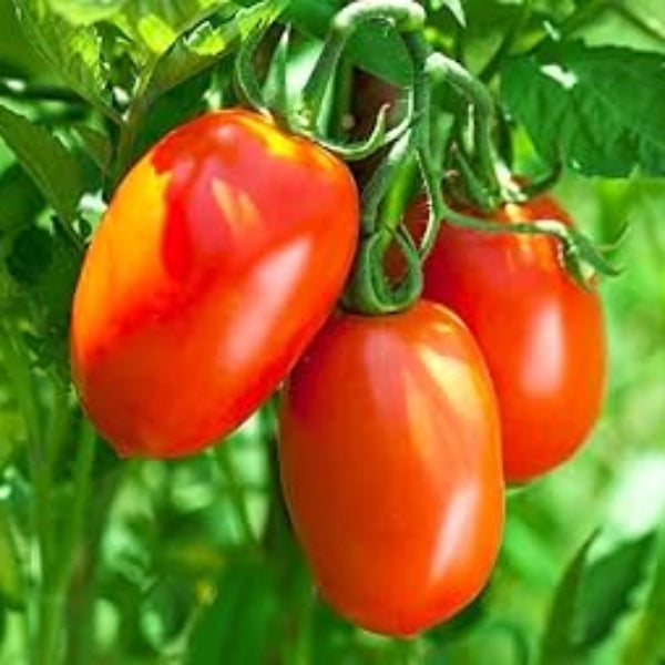 Purple Red Tomato Seeds