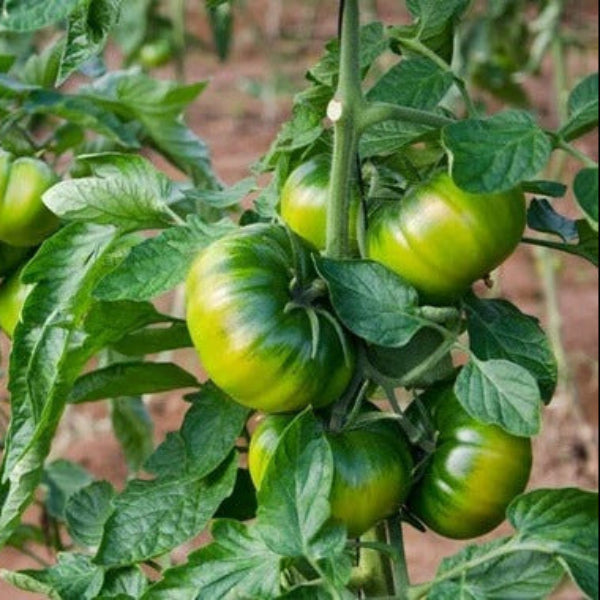 RAF Tomato Seeds