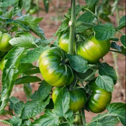 RAF Tomato Seeds