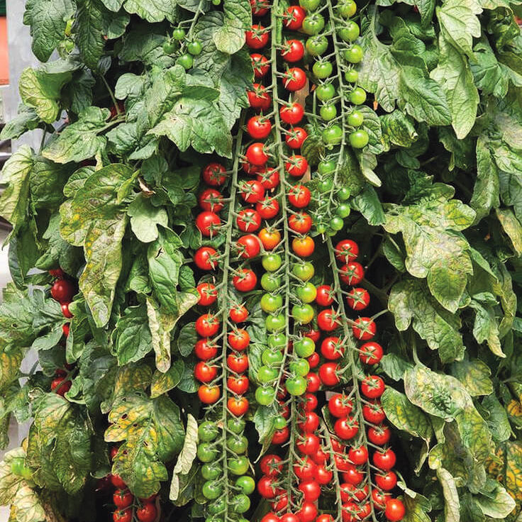 Rapunzel Tomato Seeds
