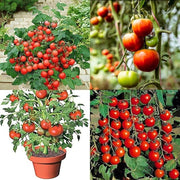 Red Bell Tomato Seeds