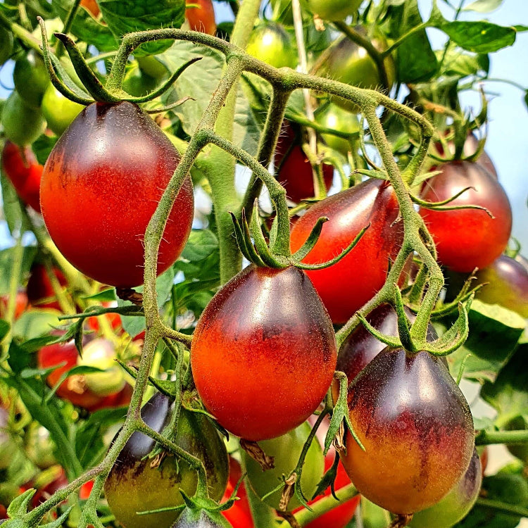 Red Black Tomato Seeds