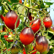 Red Black Tomato Seeds