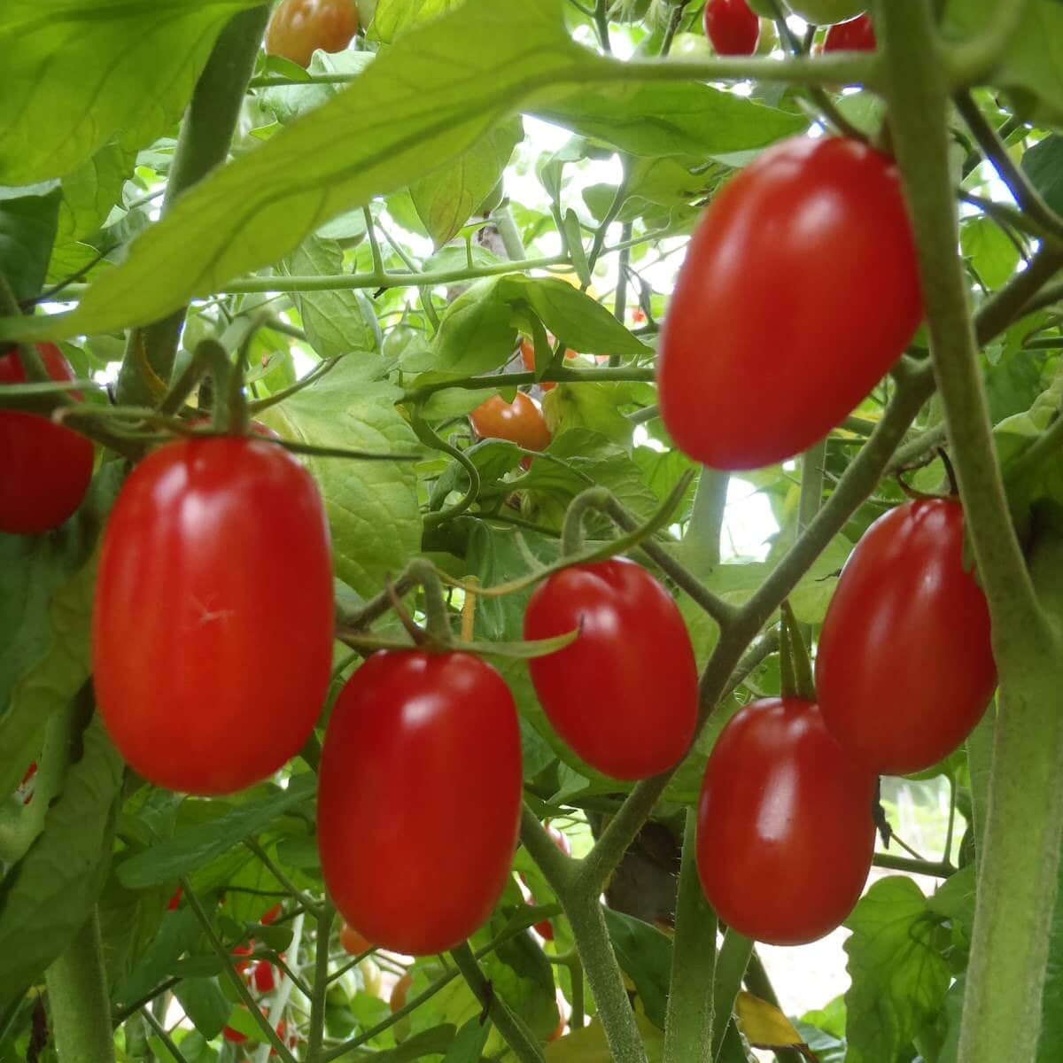 Red Grape Cherry Tomato Seeds