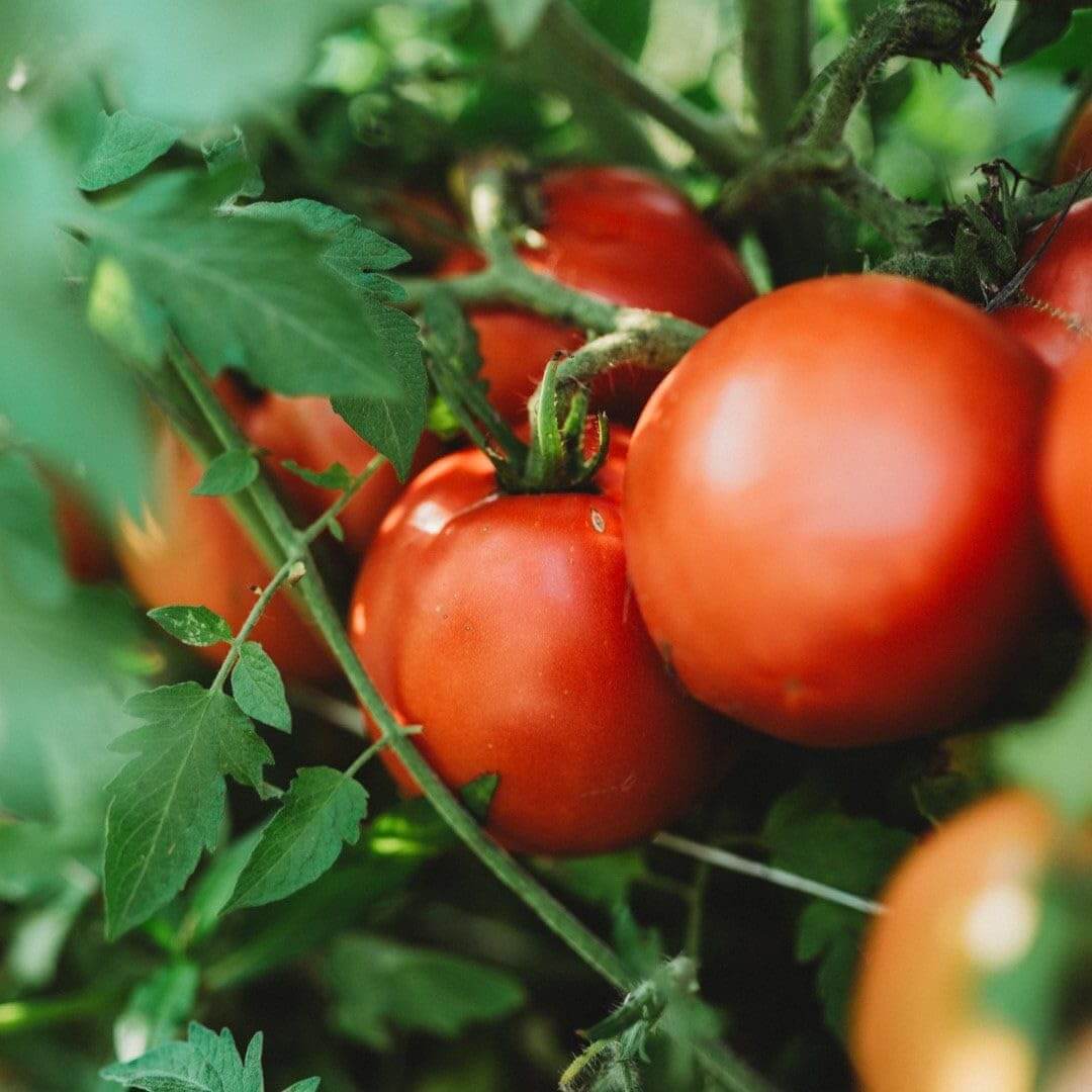 Red Grushovka Tomato Seeds