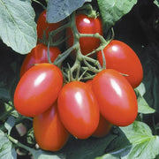 Red Juliet Tomato Seeds