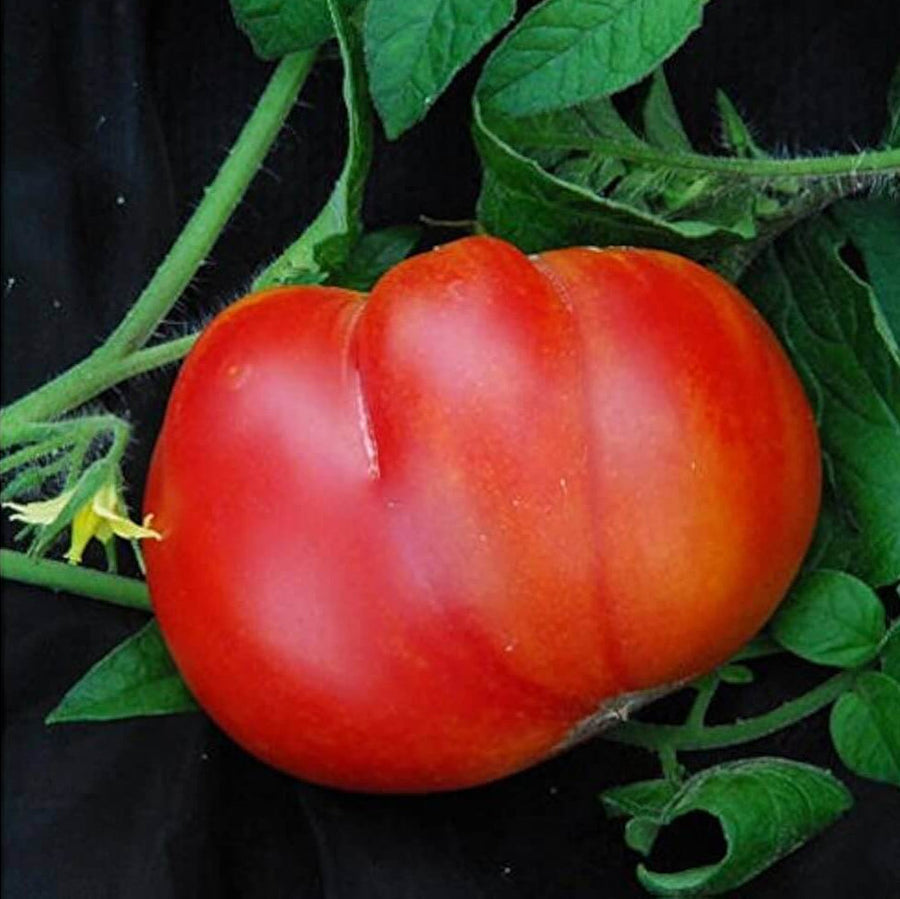 Red Mortgage Tomato Seeds