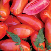 Red Opalka Tomato Seeds