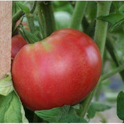 Red Rose Tomato Seeds