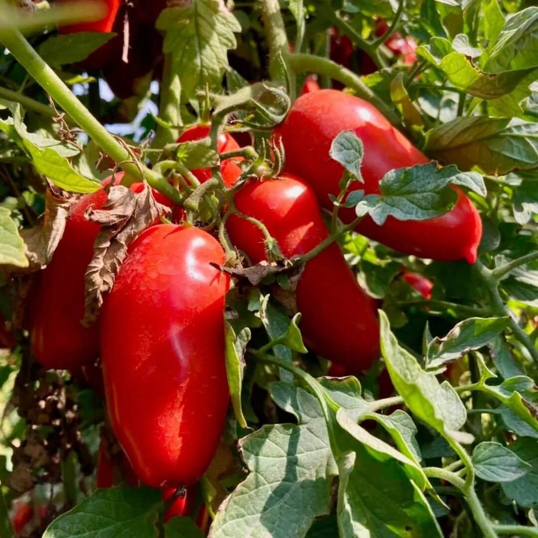 Red San Marzano Tomato Seeds