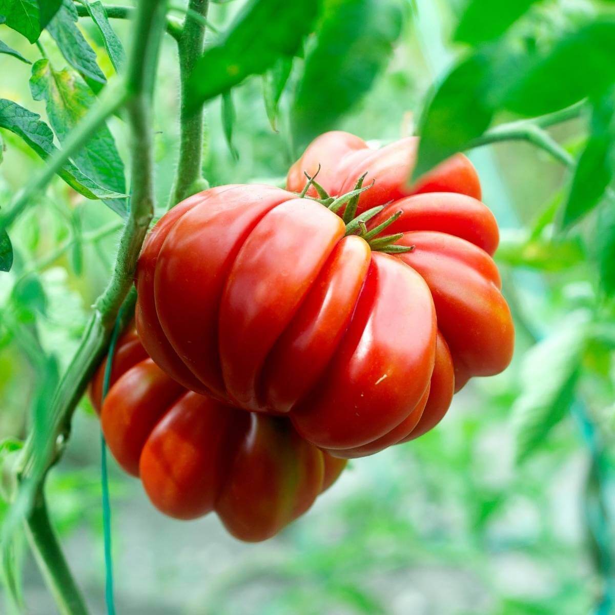 Red Santorini Tomato Seeds