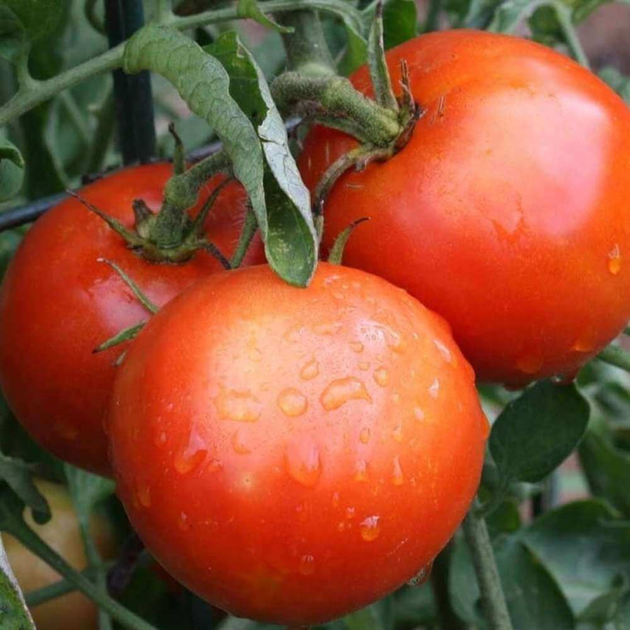 Red Siberian Tomato Seeds