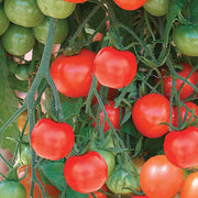 Red Tumbler Tomato Seeds