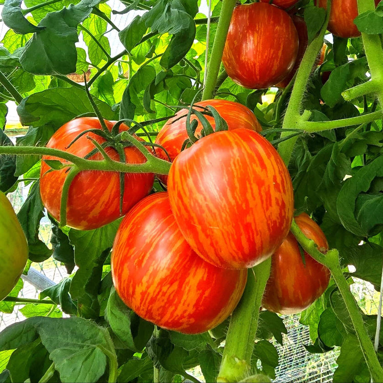 Red Yellow Tomato Seeds