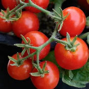 Robin Tomato Seeds
