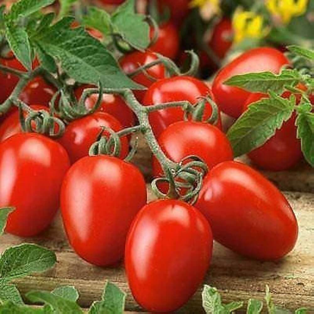 Roma Tomato Seeds