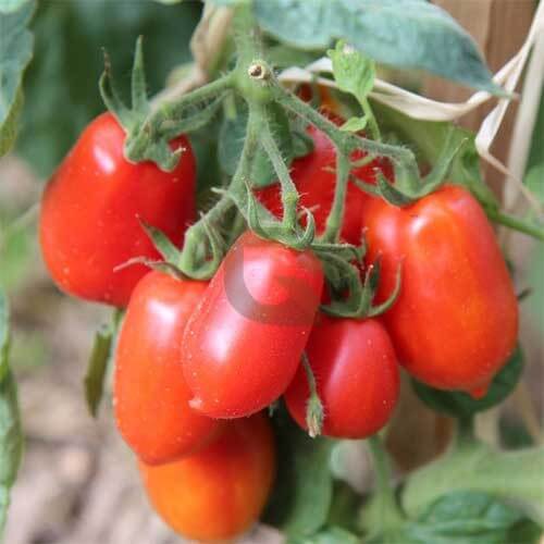 Roma VF Tomato Seeds