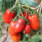 Roma VF Tomato Seeds