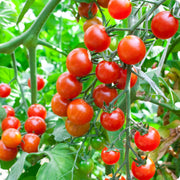 Rosalita Cherry Tomato Seeds