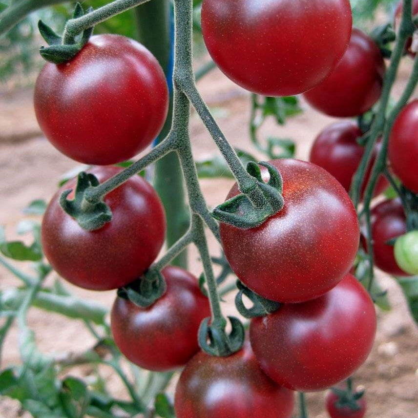 Rosella Tomato Seeds