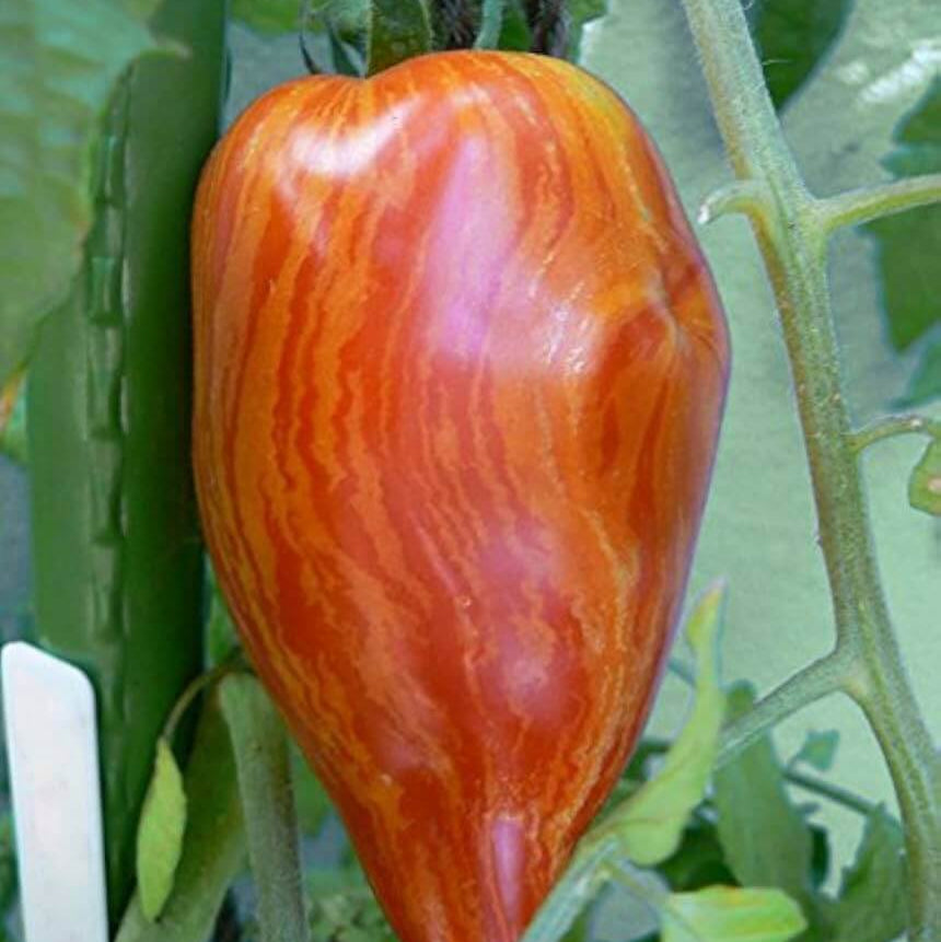 Speckled Roma Tomato Seeds