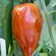 Speckled Roma Tomato Seeds
