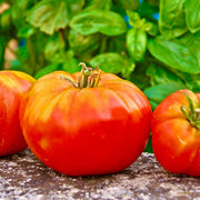 Striped German Red & Yellow Tomato Seeds