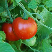 Sub Arctic Plenty Tomato Seeds