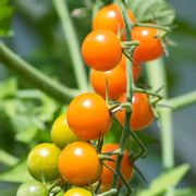 Sun Gold Cherry Tomato Seeds
