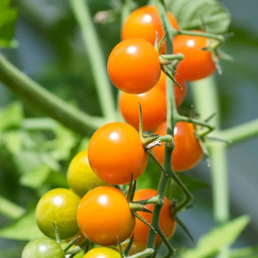 Sun Gold Cherry Tomato Seeds