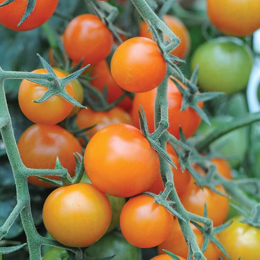 Sungold Tomato Seeds