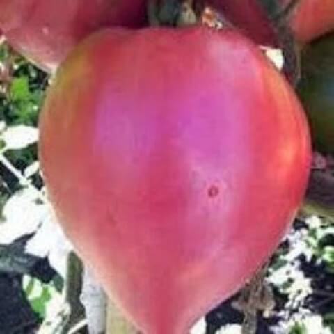 Thick Pink Tomato Seeds