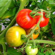 Tigerella Tomato Seeds