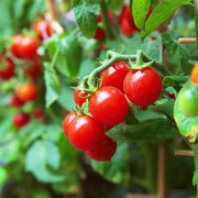 Tiny Tim Tomato Seeds