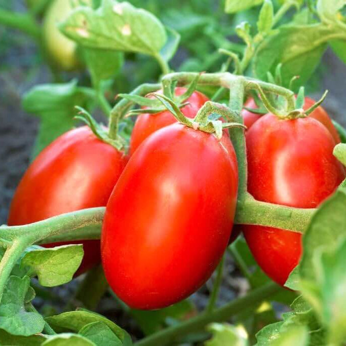 Trip-L-Crop Tomato Seeds