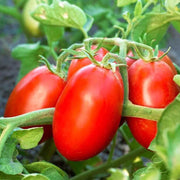 Trip-L-Crop Tomato Seeds