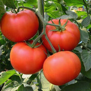 Vecchio Wyandotte Tomato Seeds