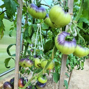 Violet Green Tomato Seeds