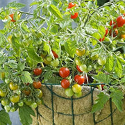 Vishenka Cherry Tomato Seeds