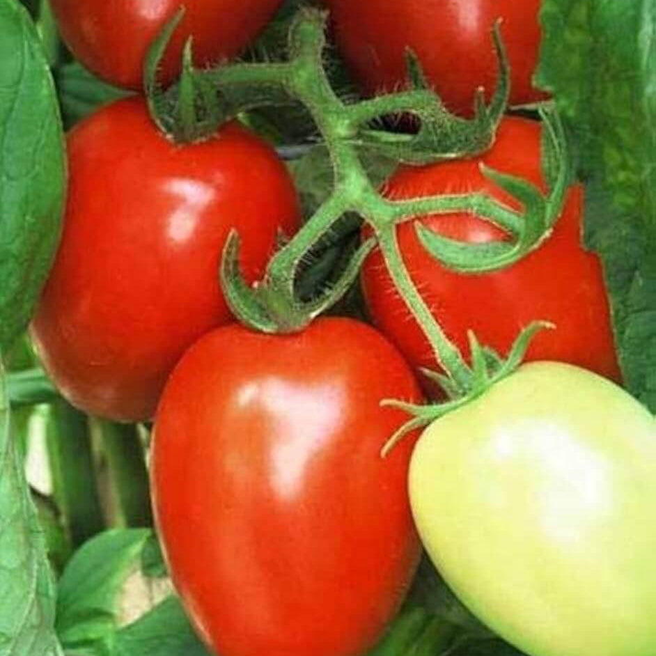 Viva Italia Tomato Seeds