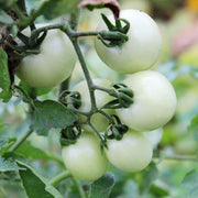 White Tomato Seeds