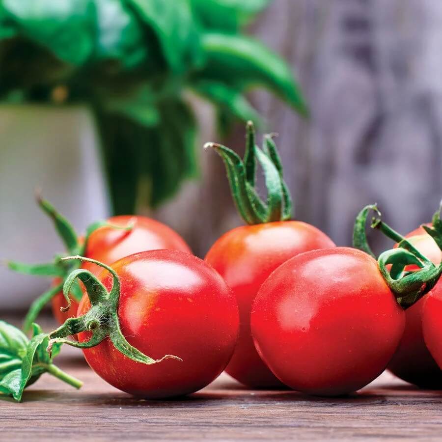 Whopper Tomato Seeds