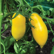 Yellow Banana Tomato Seeds